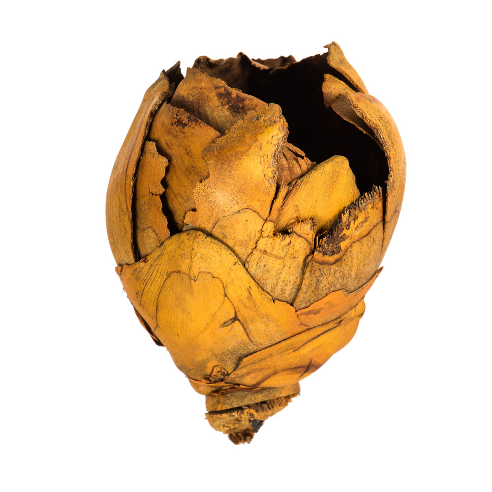 Vickerman 2-3" Aspen Gold Cacho Pod Bulk Case of 60 Pods Dried