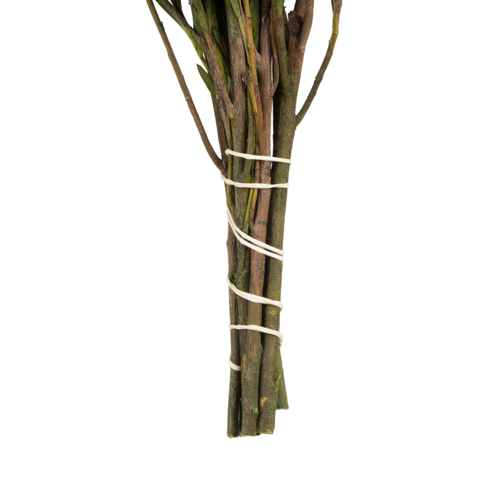 Vickerman 12" Green Salignum Male Includes 6-7 oz per Bundle Dried