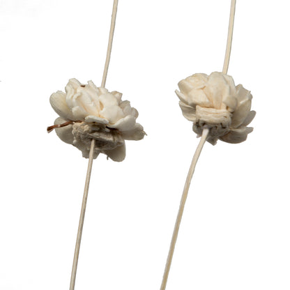 Vickerman Natural Botanicals 40" Bleached Coco with Natural Dried Sola Zinnia- 24 sticks/polybag.