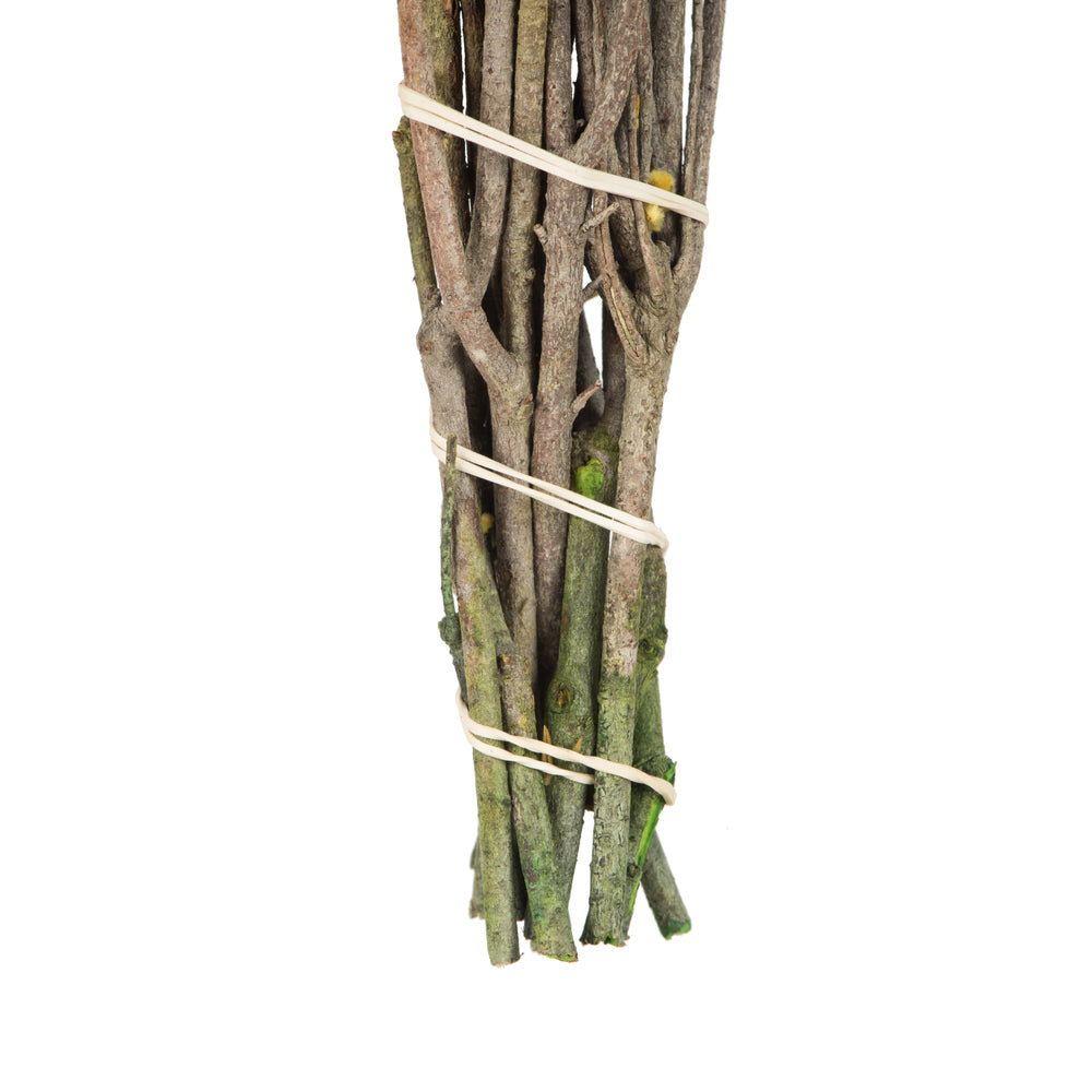 Vickerman 16-22" Yellow Cotton Phylica Flower 4-5 oz Bundle Preserved