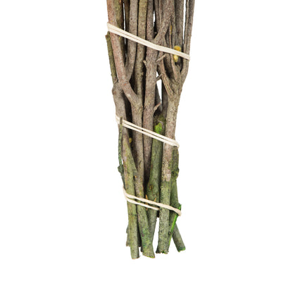 Vickerman 16-22" Yellow Cotton Phylica Flower 4-5 oz Bundle Preserved