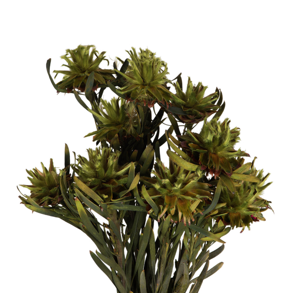 Vickerman 8-20" Basil Plumosum Female 8 flower heads per bundle Preserved