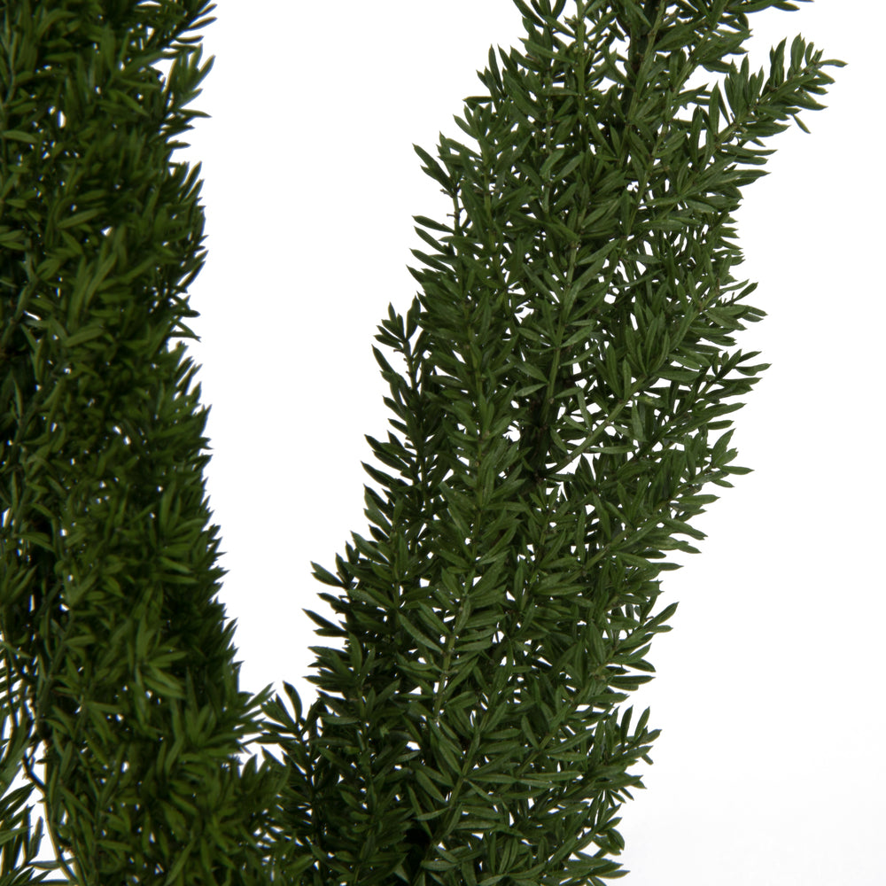 Vickerman 8-10" Green Foxtail Fern 16 Stem Bunch Preserved