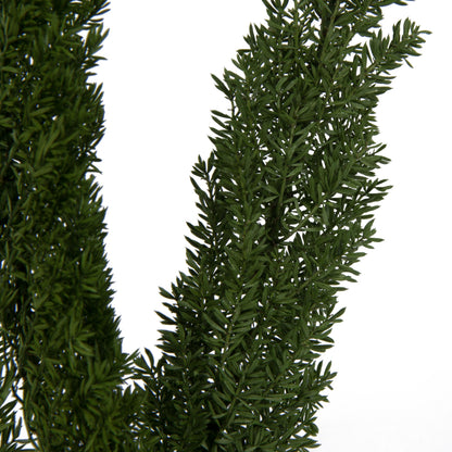 Vickerman 8-10" Green Foxtail Fern 16 Stem Bunch Preserved