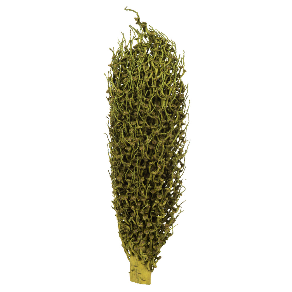 Vickerman 18 x 5" Basil Olympia Seed Pod - Small/Petite 1 piece Dried