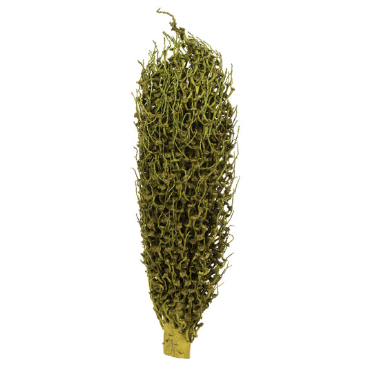 Vickerman 18 x 5" Basil Olympia Seed Pod - Small/Petite 1 piece Dried