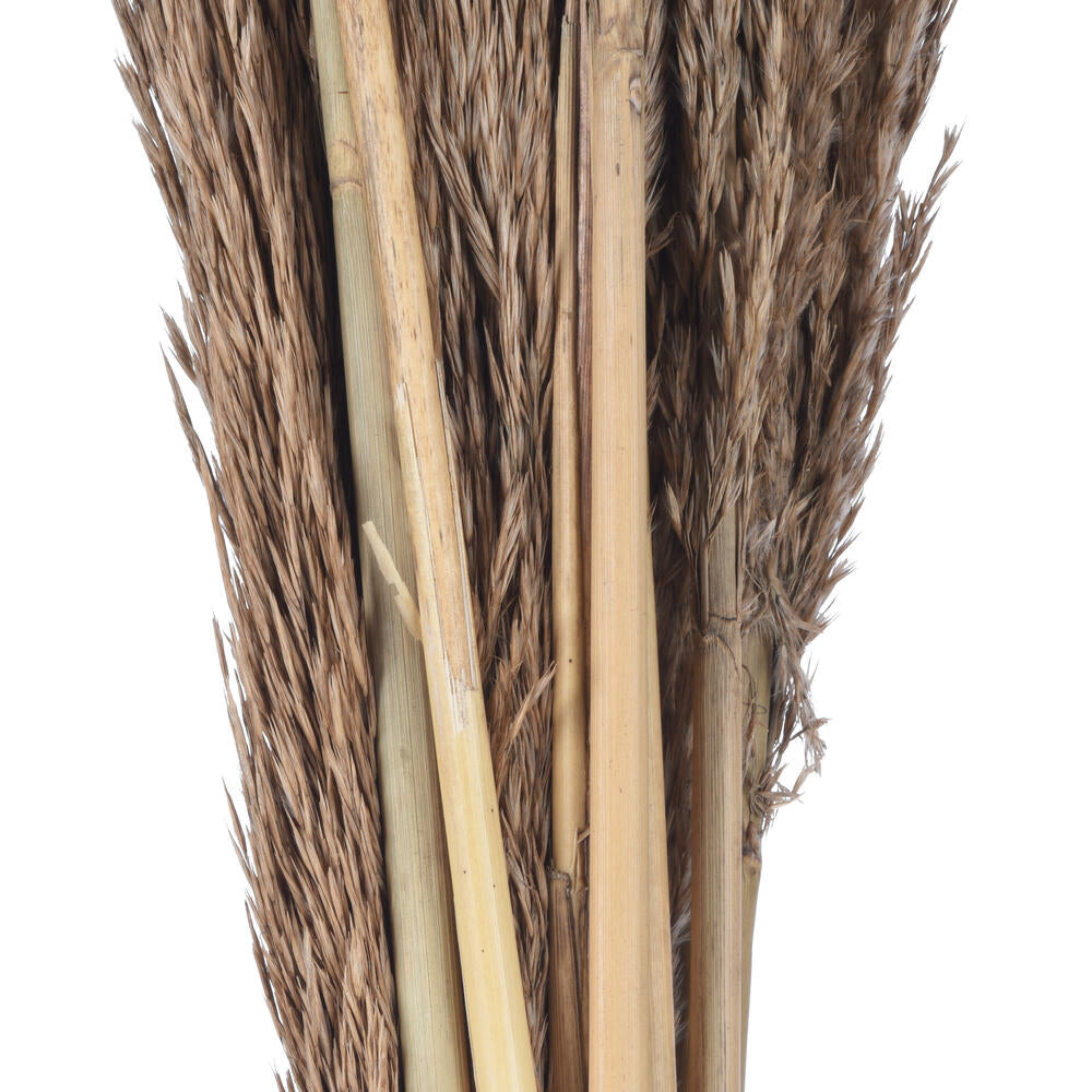 Vickerman Natural Botanicals 39 - 47" Natural Dried Pampas 24 per bag.
