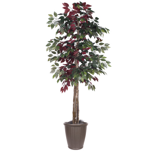 Vickerman 6' Artificial Capensia Deluxe Tree Brown Round Plastic Container.