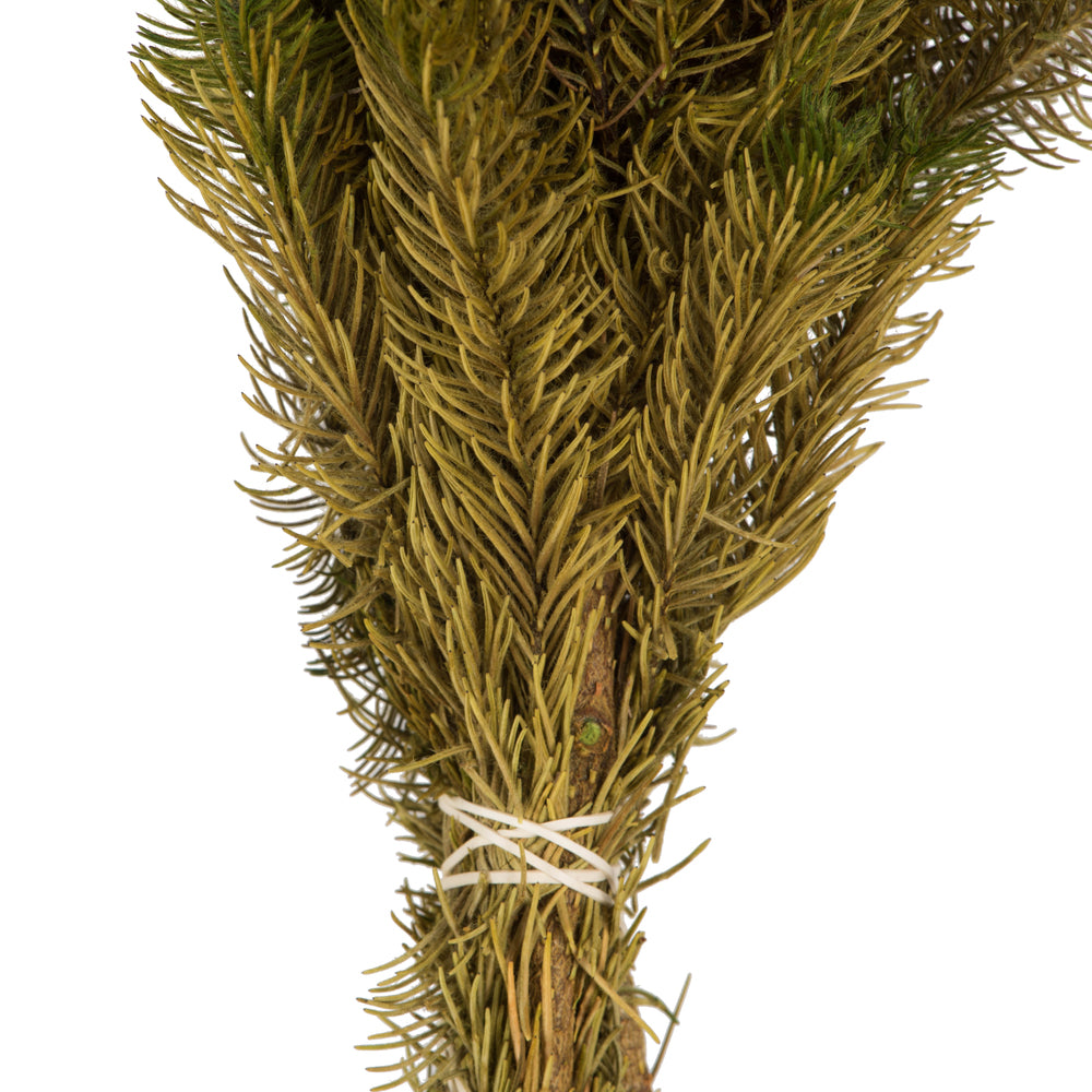 Vickerman 12-16" Yellow/Green Brunia 4 oz Bundle Preserved