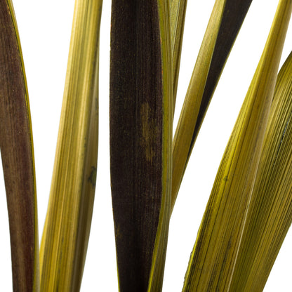 Vickerman 36-40" Basil Bahia Spears. Includes 18 Stems (2 - 9 Stem Bunches) Dried