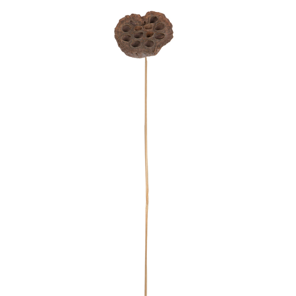 Vickerman Natural Botanicals 20" Lotus Pod Medium on Stem. Includes 50 pieces per Pack.