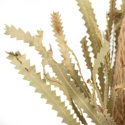 Vickerman 12" Jumbo Natural Banksia Flower with Stem. Includes 3 Stems per Pack. Dried