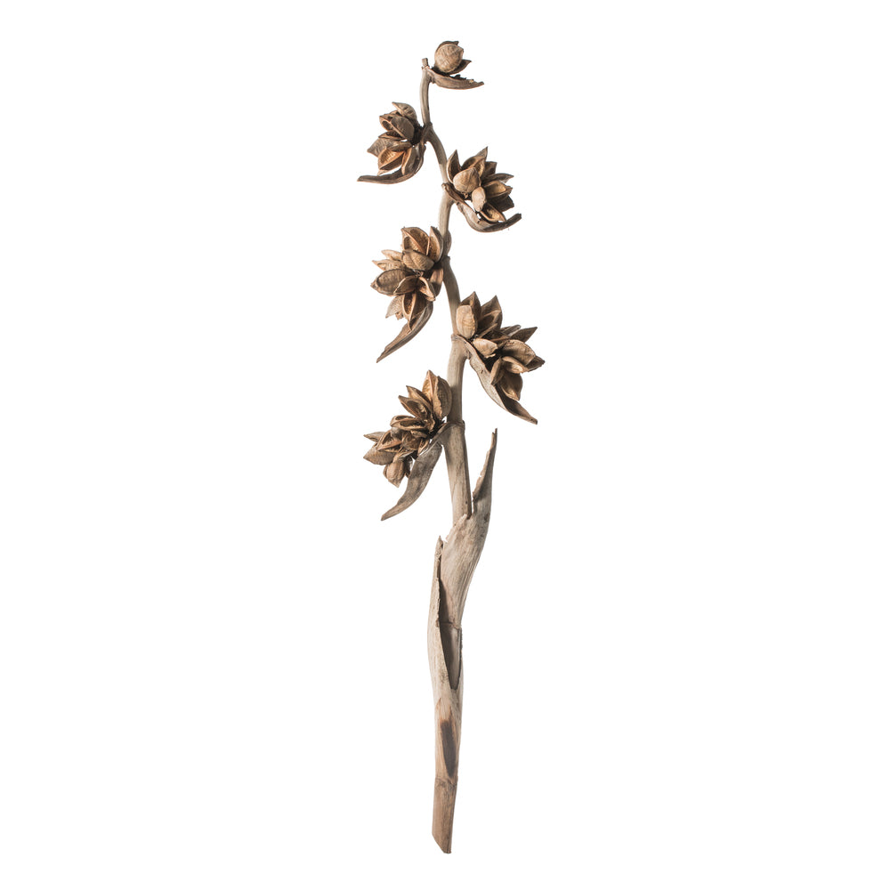 Vickerman 5-6' Natural Star Pod Stalk 1 stalk Dried