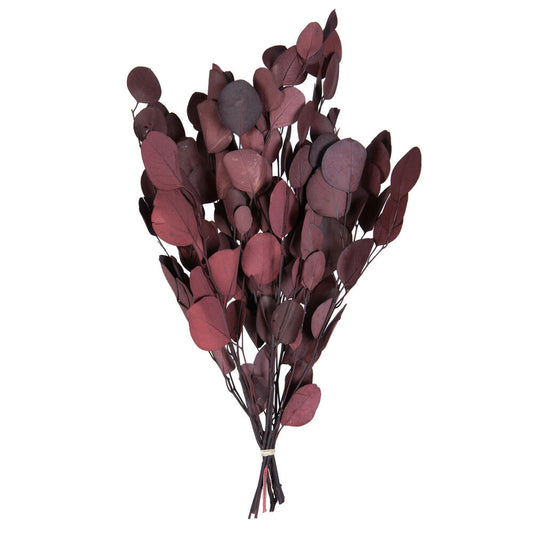 Vickerman Natural Botanicals 18-20" x 8" Eucalyptus Populus Red 100 grams per unit