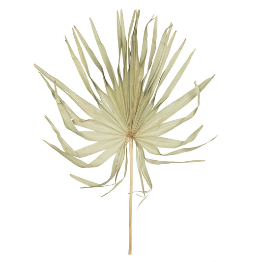 Vickerman Natural Botanicals 32-40" Natural Dried Palm Leaf Uncut- 12 stem/ polybag. Dried and preserved.