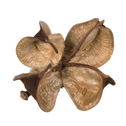 Vickerman Natural Botanicals 0.8" Cotton Flower Natural. Includes 1 kilogram of product per unit
