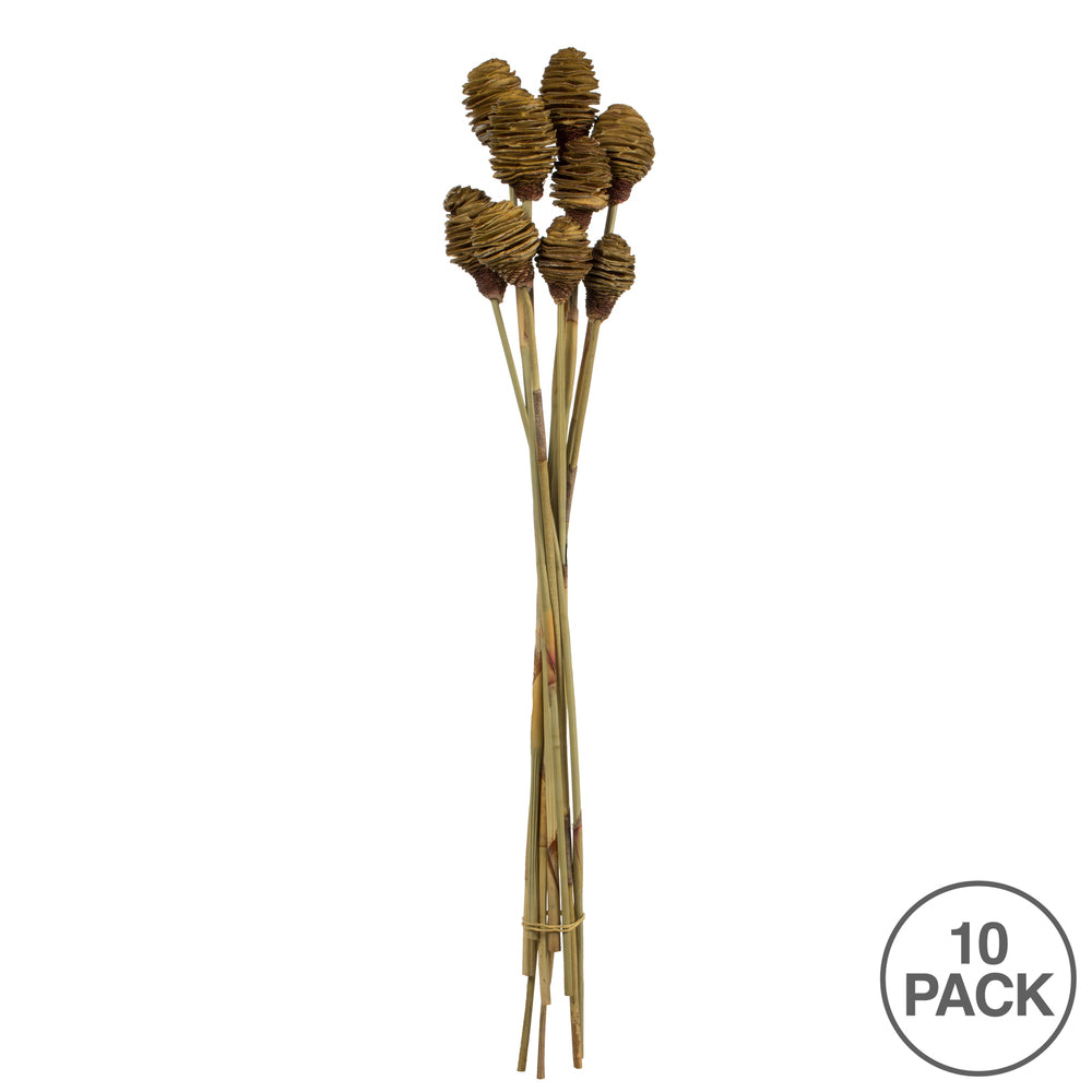Vickerman 18-24" Cream Platy Cone on Reed Stem Includes 10 stems Dried