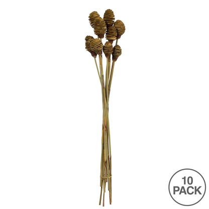 Vickerman 18-24" Cream Platy Cone on Reed Stem Includes 10 stems Dried