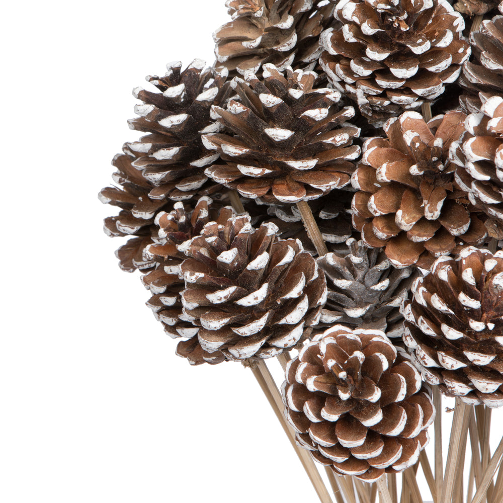 Vickerman Natural Botanicals 20" Blue Pine White Tip on Stem. Includes 50 Stems per Pack.