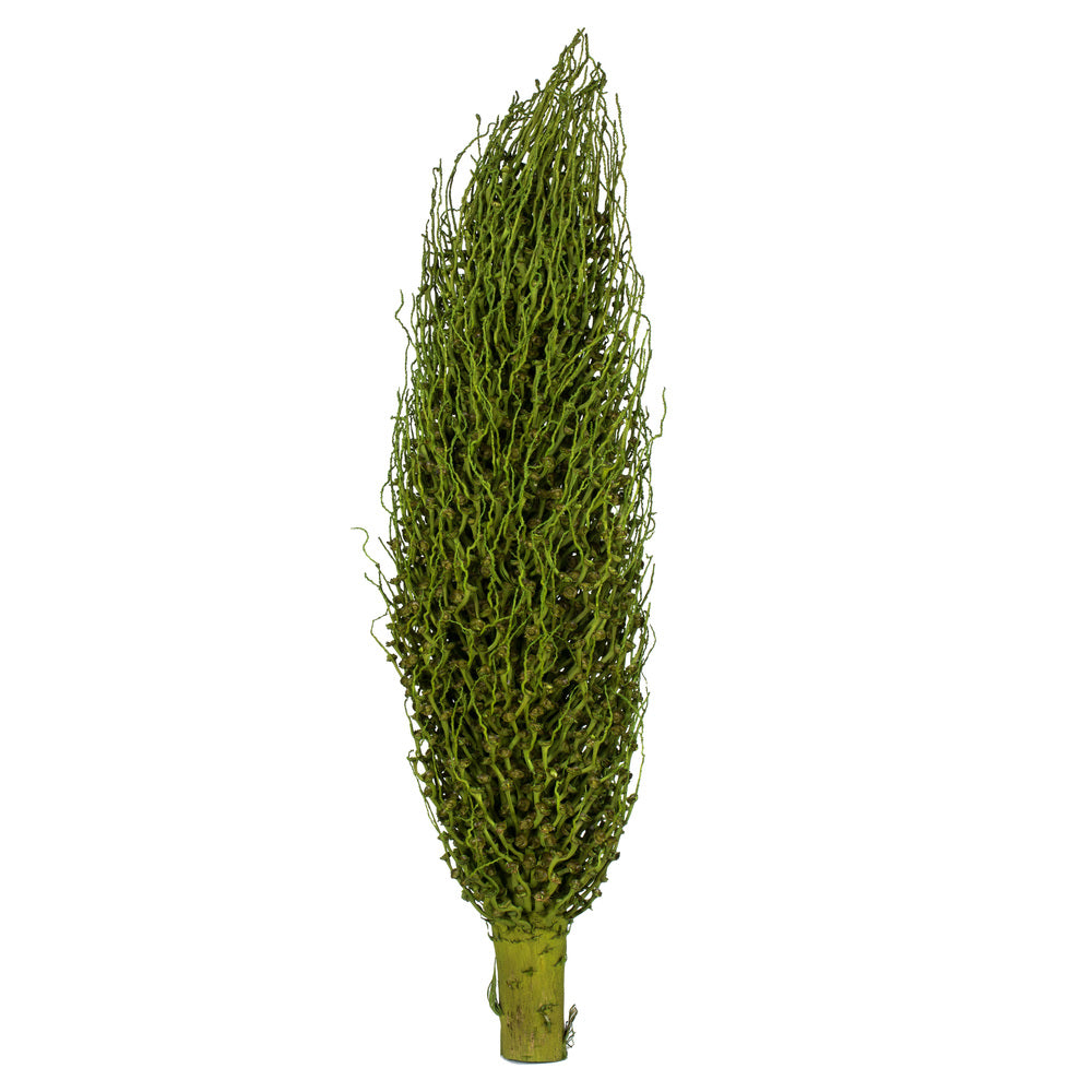 Vickerman 22 x 7" avg Basil Olympia Seed Pod 1 piece Dried