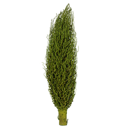 Vickerman 22 x 7" avg Basil Olympia Seed Pod 1 piece Dried