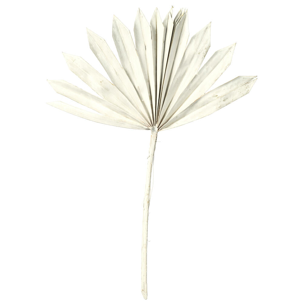 Vickerman Natural Botanicals 13.75 - 19.5" White wash Dried Palm Sun Spear 12 per bag.
