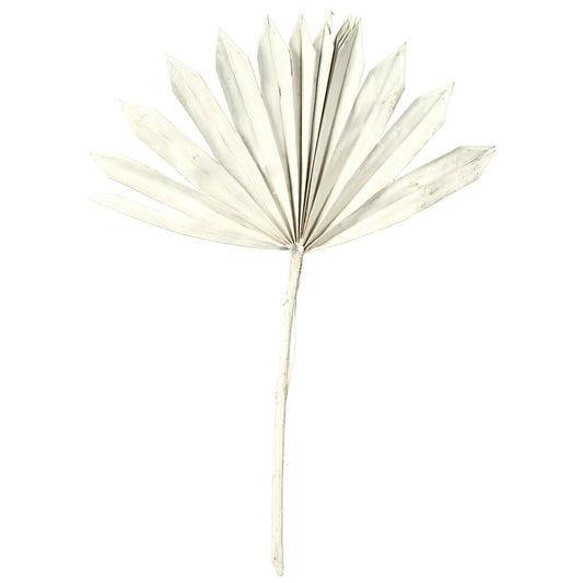 Vickerman Natural Botanicals 13.75 - 19.5" White wash Dried Palm Sun Spear 12 per bag.
