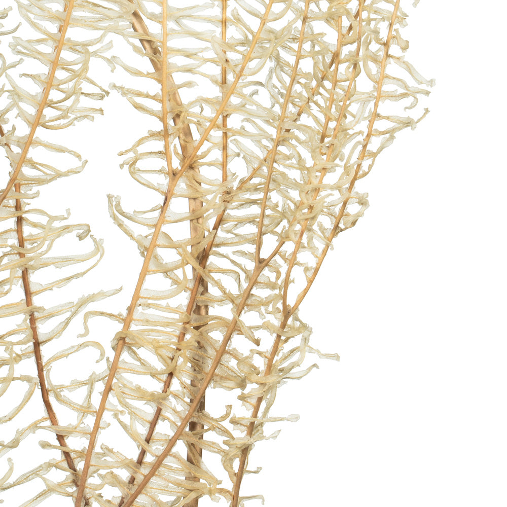Vickerman 26" Bleached Fern - Andares 4 oz per pack Dried