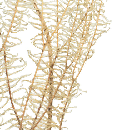 Vickerman 26" Bleached Fern - Andares 4 oz per pack Dried