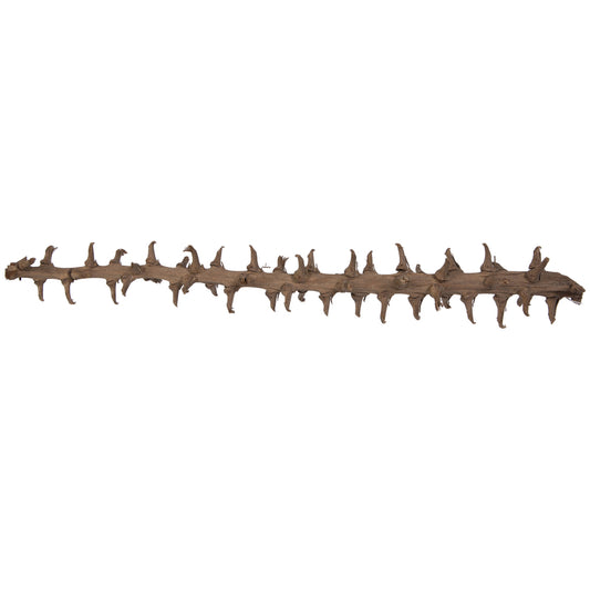 Vickerman Natural Botanicals 32" Coco Exotica Natural 2   pieces per Pack.