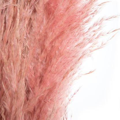 Vickerman 46" Preserved Salmon Pampas Grass 6 pack. It includes two stems. Recommended for Indoor.