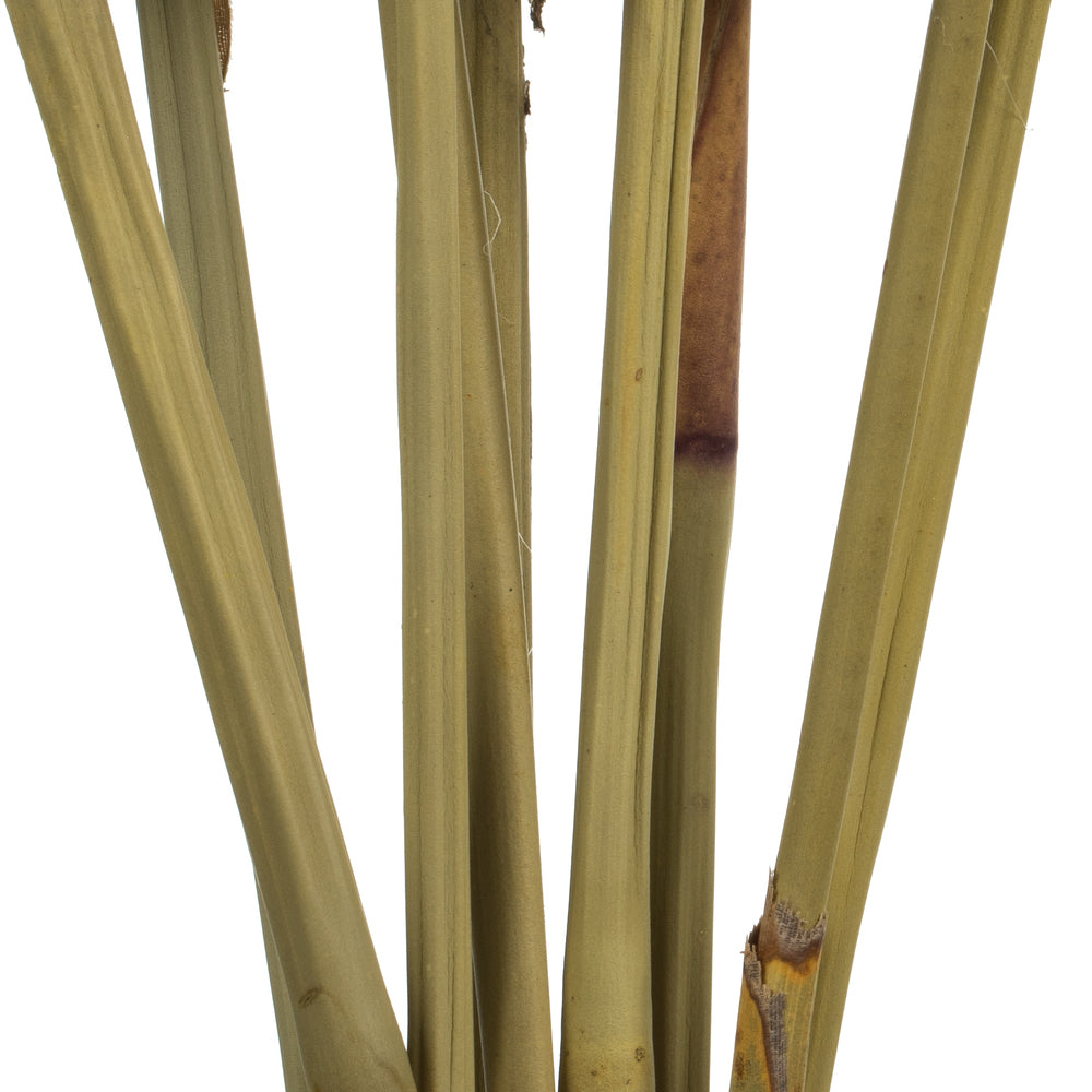 Vickerman 18-24" Basil Platy Cone on Reed Stem 10 stems Dried