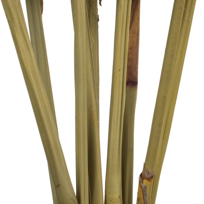 Vickerman 18-24" Basil Platy Cone on Reed Stem 10 stems Dried