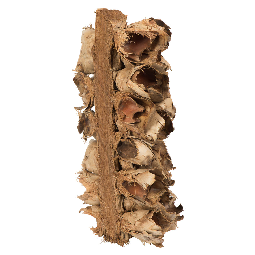 Vickerman 10-12" Natural Giant Seed Pod Segment - small 1 piece Dried