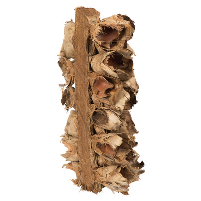 Vickerman 10-12" Natural Giant Seed Pod Segment - small 1 piece Dried