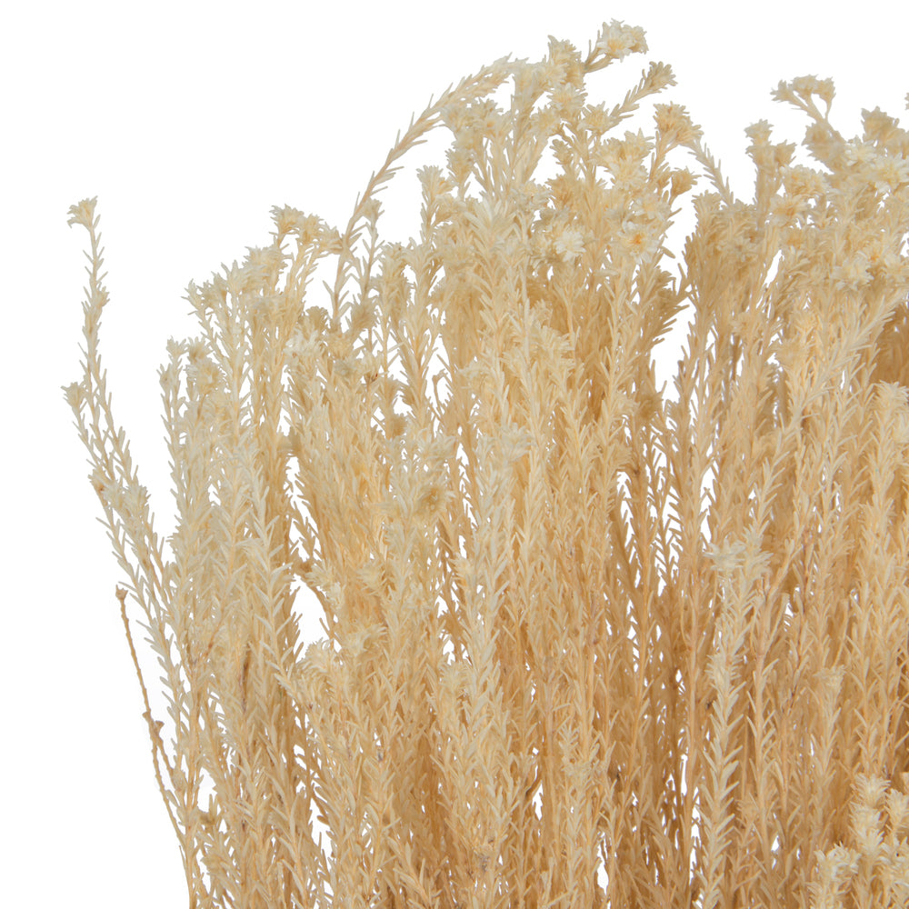 Vickerman Natural Botanicals  Staavia Bleached 100 grams per Unit
