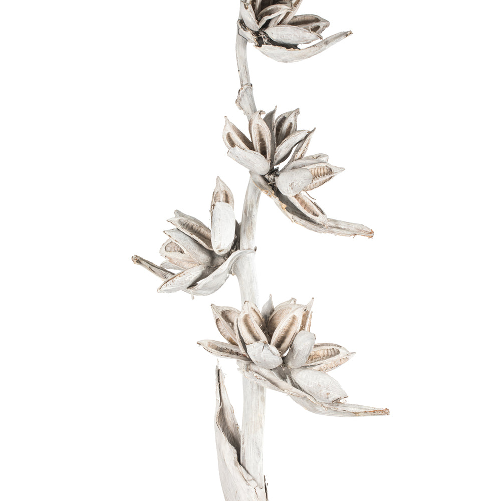 Vickerman 5-6' White Wash Star Pod Stalk 1 stalk Dried