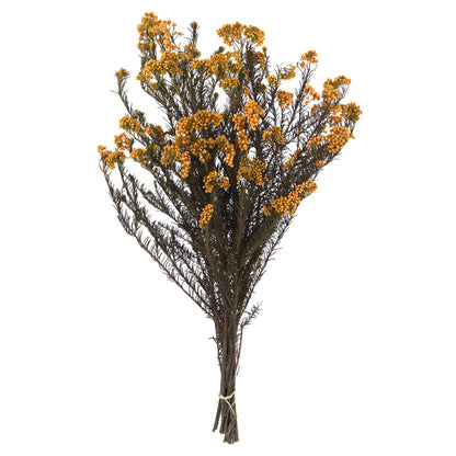 Vickerman 16" Aspen Gold Rice Flower. Comes in a 4.25 oz Bundle. Preserved