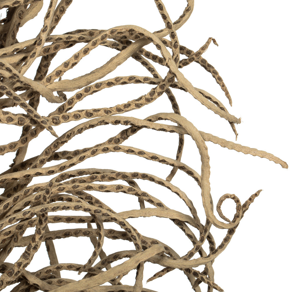 Vickerman 36-40" Natural Medusa Branch - medium 1 piece Dried