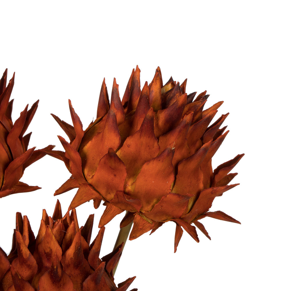 Vickerman 15-17" Autumn Artichokes on Reed Stems 5 stems Dried