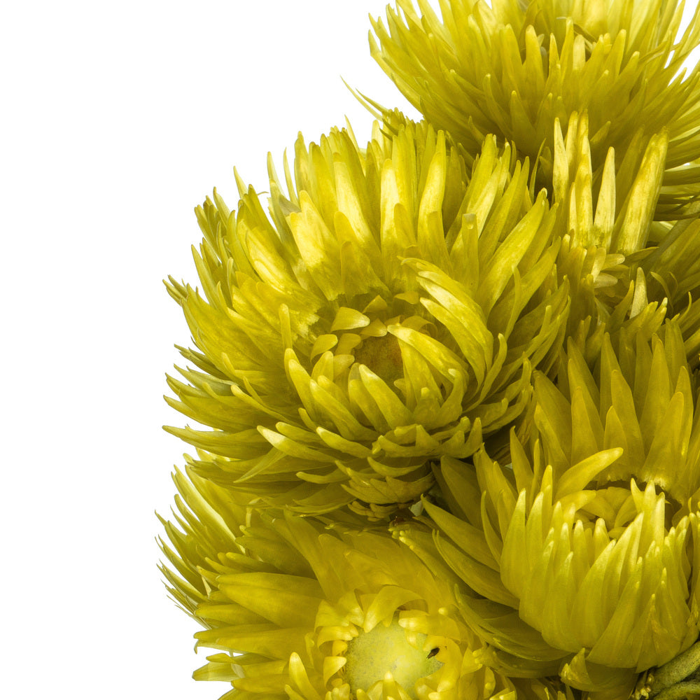 Vickerman 13-14" Basil Everlasting Flowers approximately 23 blooms Dried