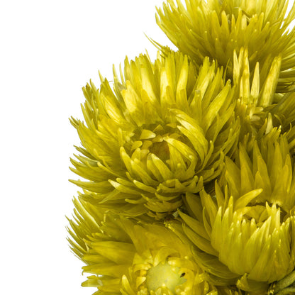 Vickerman 13-14" Basil Everlasting Flowers approximately 23 blooms Dried