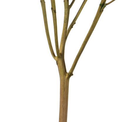Vickerman 15" Antique Moss Hydrangea with Multiple Branch Segments. Preserved