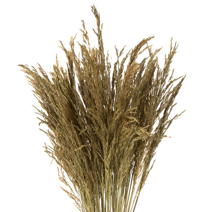 Vickerman 36" Natural Congo Grass 8 oz Bundle Dried