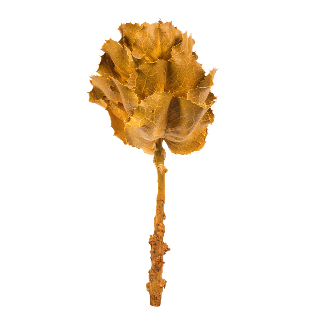 Vickerman 8" flower Aspen Gold Queen Flower 1 stem Dried