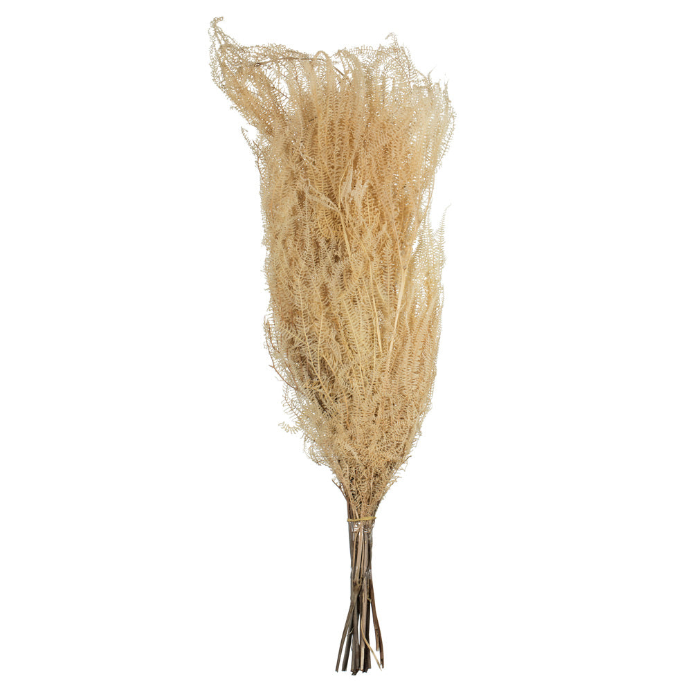 Vickerman 26" Bleached Fern - Andares 4 oz per pack Dried
