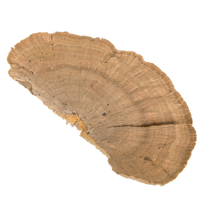 Vickerman Natural Botanicals 4"-6" Sponge Mushroom Medium. Includes 50 pieces per Pack.