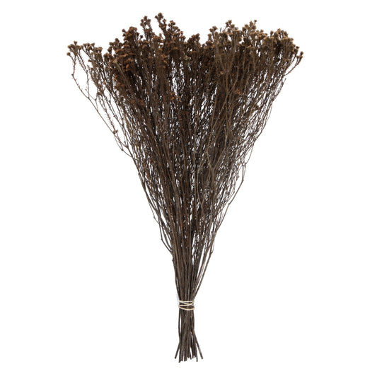 Vickerman Natural Botanicals 19" x 4" Staavia 100 grams per Unit