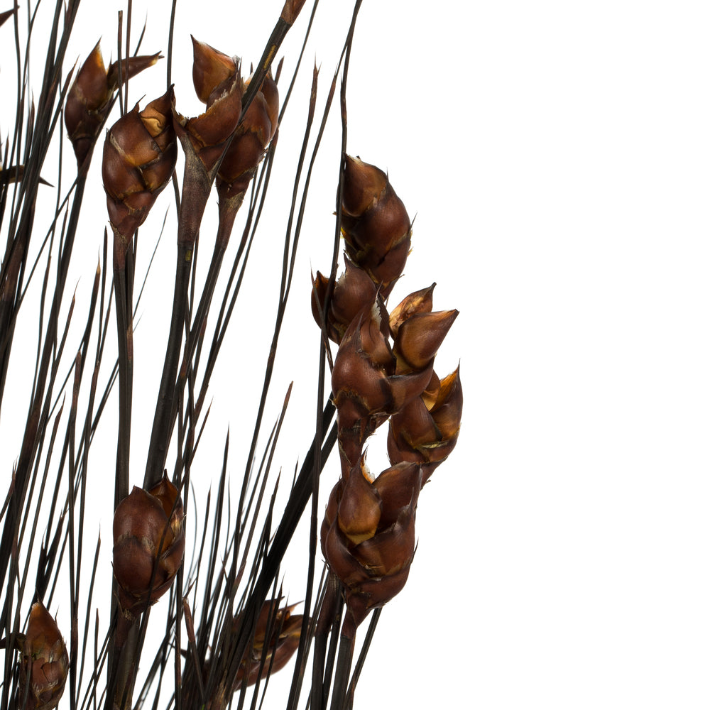 Vickerman 36-40" Brown Bell Grass with Seed Pods 8-9 oz Bundle Preserved