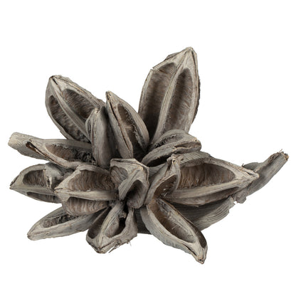 Vickerman 6" White Wash Star Pod 1 piece Dried